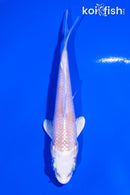 4.5" PLATINUM OGON