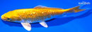 6.5" GINRIN YAMABUKI OGON