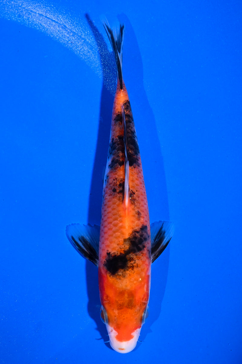 5" AKA SANKE