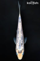 4" GINRIN MATSUKAWABAKE