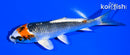 4.5" KUJAKU