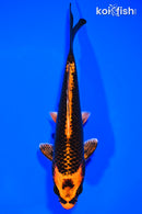 6.5" KIN ORENJI MATSUA