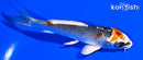 4.5" KUJAKU