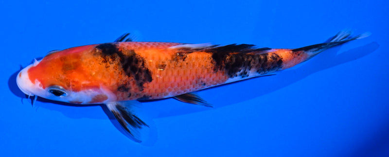 5" AKA SANKE