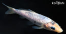 4" GINRIN MATSUKAWABAKE