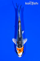 4.5" KUJAKU