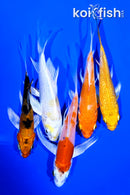 PACK OF (5) 4-5" BUTTERFLY KOI
