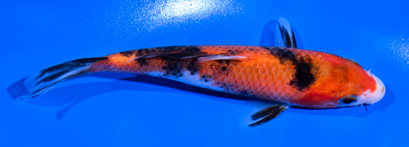 5" AKA SANKE