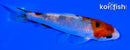 4.75" SANKE