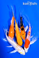 PACK OF (5) 4-5" BUTTERFLY KOI