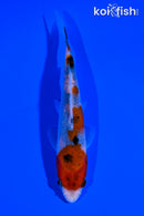 4.75" SANKE