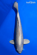 16" GINRIN PLATINUM OGON