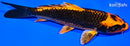6.5" KIN ORENJI MATSUA