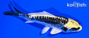 4.5" ARAGOKE KIN KIKOKURYU