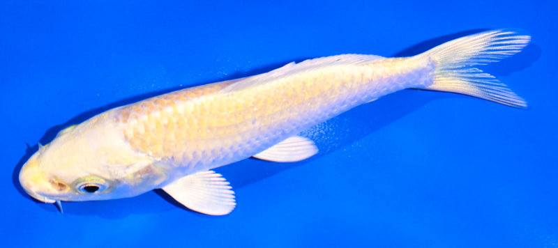 5" YAMABUKI OGON