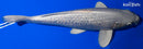 16" GINRIN PLATINUM OGON