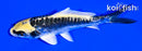 4.5" ARAGOKE KIN KIKOKURYU