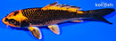 6.5" KIN ORENJI MATSUA