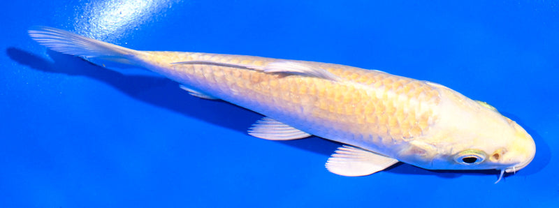 5" YAMABUKI OGON