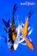 PACK OF (5) 4-5" BUTTERFLY KOI