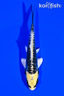 4.5" ARAGOKE KIN KIKOKURYU