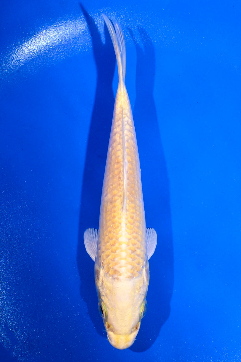5" YAMABUKI OGON