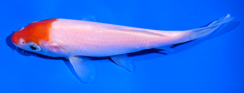 4.5" KOHAKU