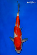 14.75" KOHAKU