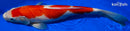 14.75" KOHAKU