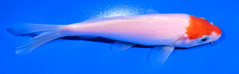 4.5" KOHAKU