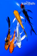 PACK OF (5) 4-5" BUTTERFLY KOI