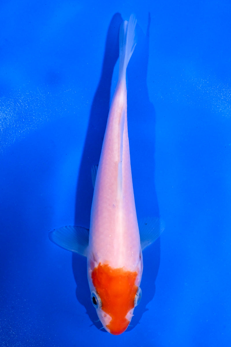 4.5" KOHAKU