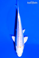 6.75" DOITSU PLATINUM OGON