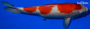 14.75" KOHAKU