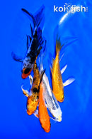 PACK OF (5) 4-5" BUTTERFLY KOI