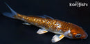 3.75" GINRIN METALLIC OCHIBA SHIGURE