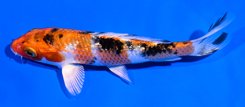 5.5" GINRIN YAMATO NISHIKI