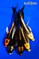 PACK OF (5) 5-6" BUTTERFLY KOI