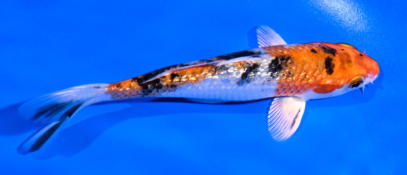 5.5" GINRIN YAMATO NISHIKI