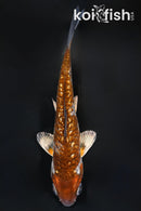3.75" GINRIN METALLIC OCHIBA SHIGURE