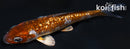 3.75" GINRIN METALLIC OCHIBA SHIGURE