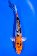 5.5" GINRIN YAMATO NISHIKI