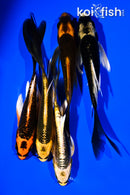 PACK OF (5) 5-6" BUTTERFLY KOI