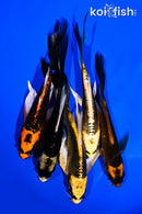 PACK OF (5) 5-6" BUTTERFLY KOI
