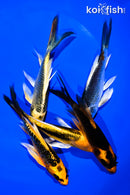 PACK OF (5) 5-6" BUTTERFLY KOI