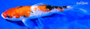 7" GINRIN SANKE