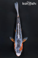 4" SHUSUI