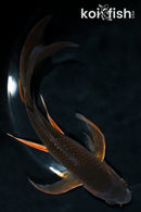 7" CHAGOI BUTTERFLY