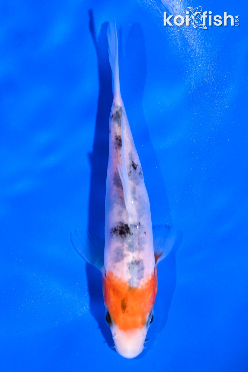5" SANKE