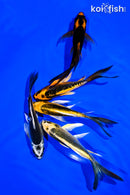 PACK OF (5) 5-6" BUTTERFLY KOI